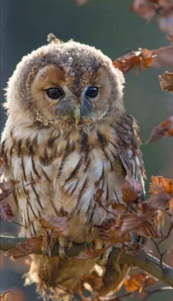 неясыть обыкновенная