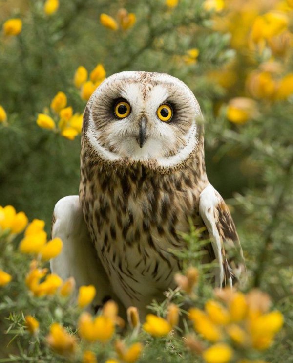 болотная сова