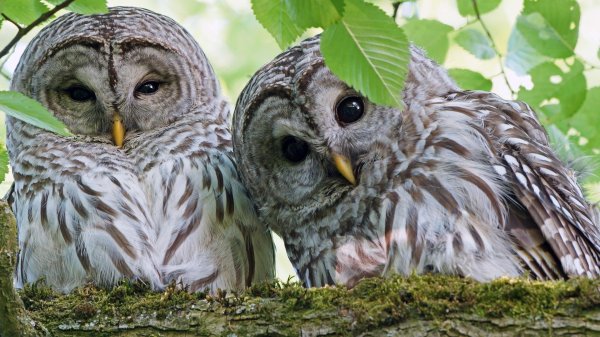 бородатая неясыть