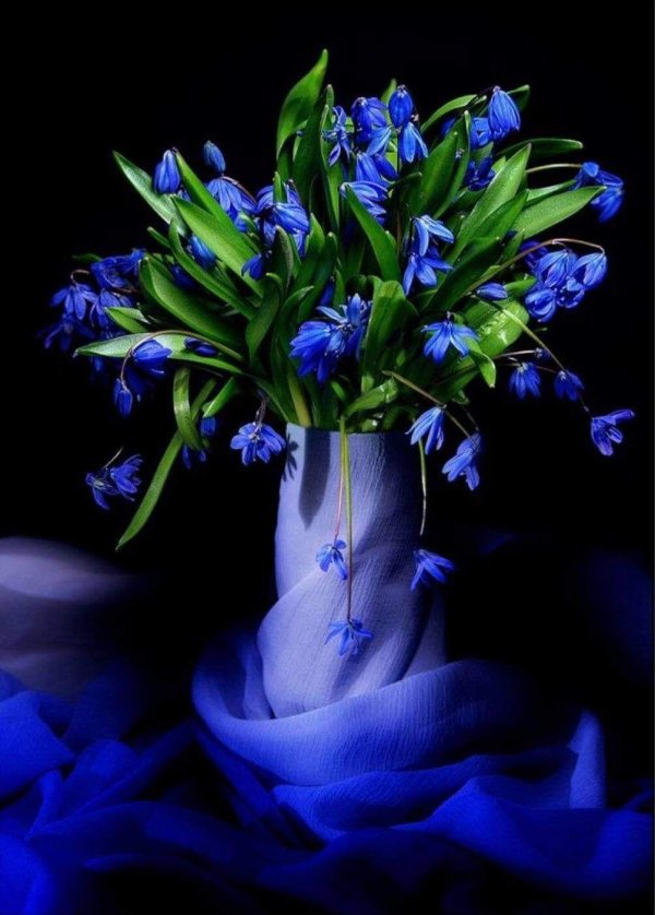 голубой подснежник