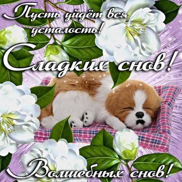 сладких снов открытка