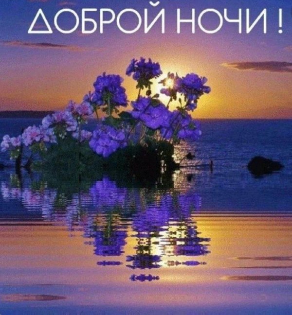 закат цветы