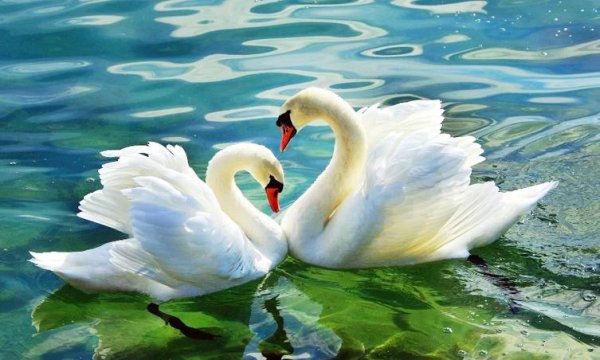 пара лебедей