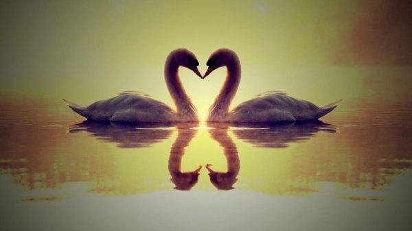 любовь лебедей