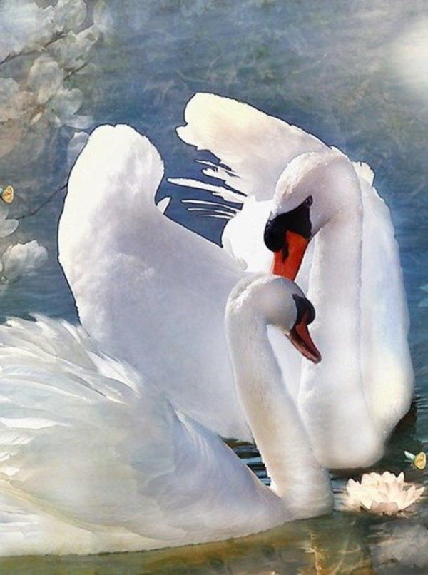 лебедь белая