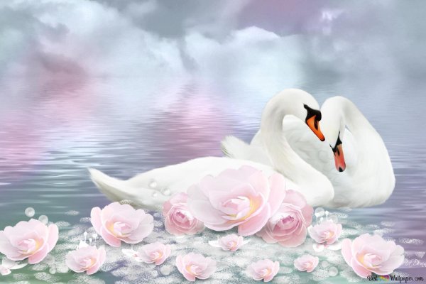 любовь лебедей