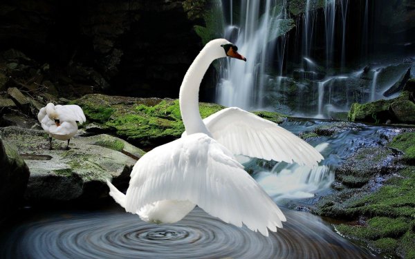 белый лебедь шипун