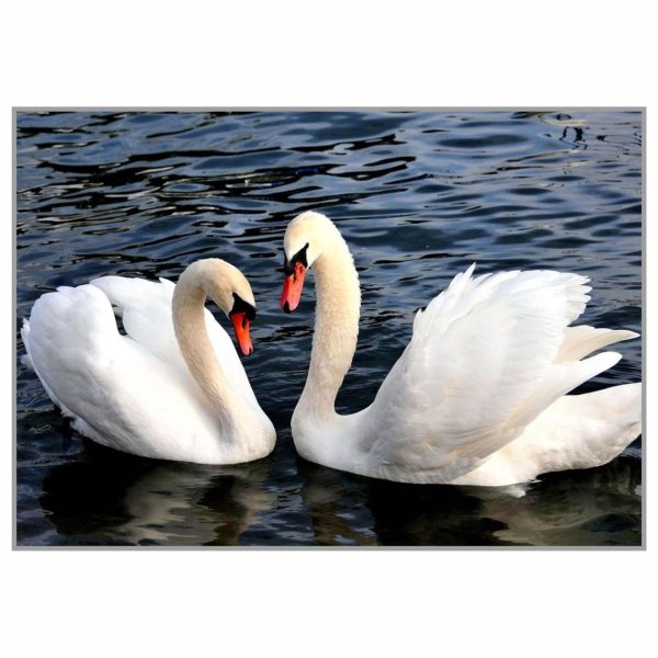 верность лебедей