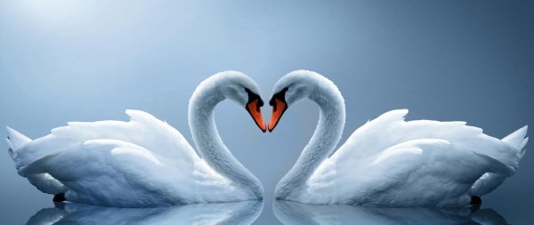 любовь лебедей