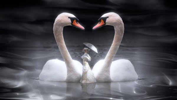 любовь лебедей