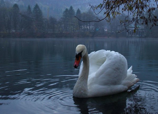 белый лебедь буторин