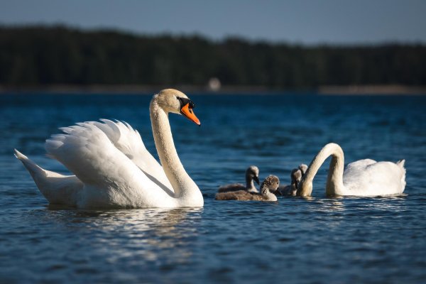 птица лебедь