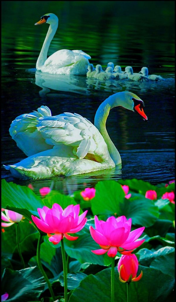 пейзаж с лебедями