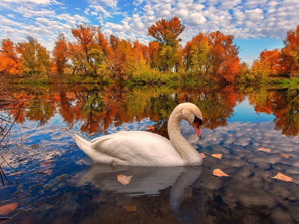 пейзаж с лебедями