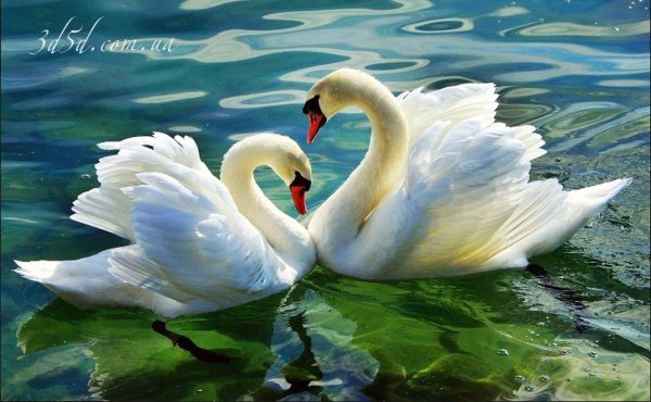 пара лебедей