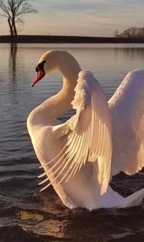 птица лебедь
