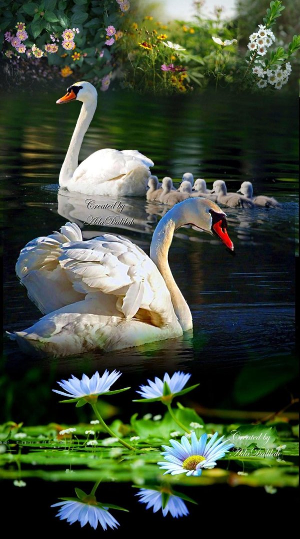 красивая природа с лебедями