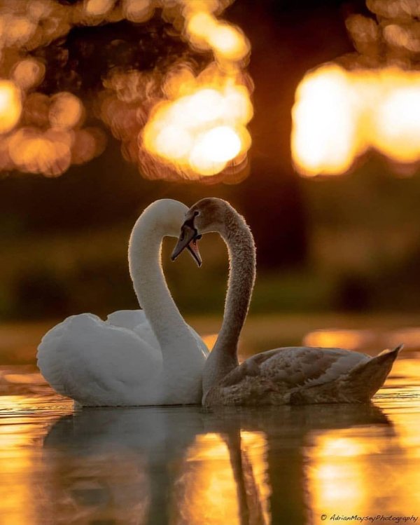 любовь лебедей