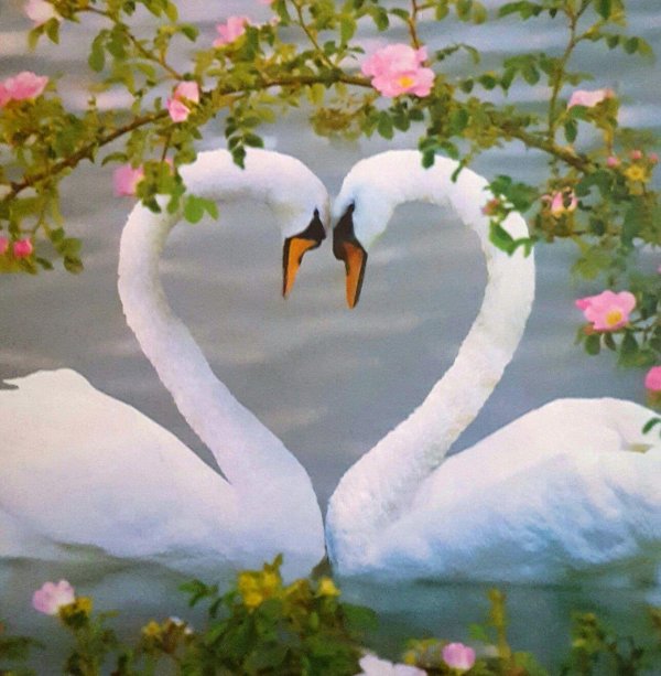 верность лебедей