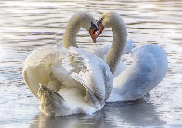 пара лебедей