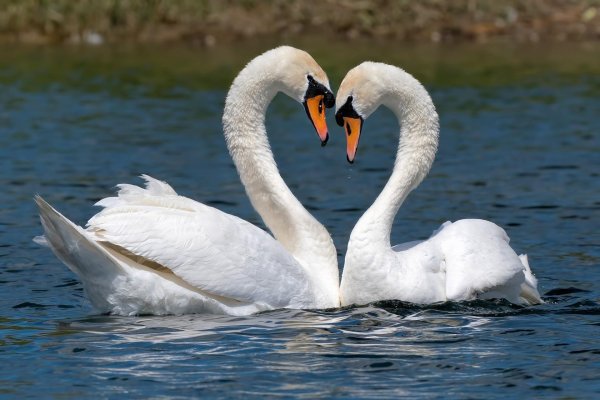верность лебедей