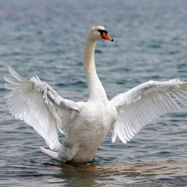 птица лебедь