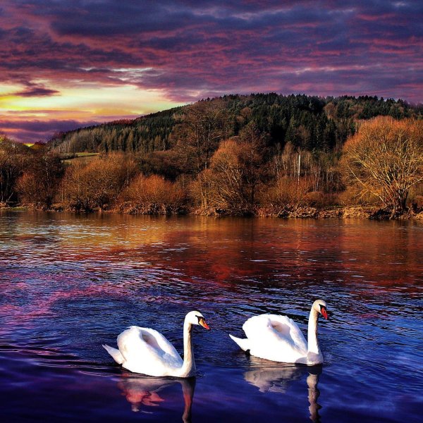 пейзаж с лебедями