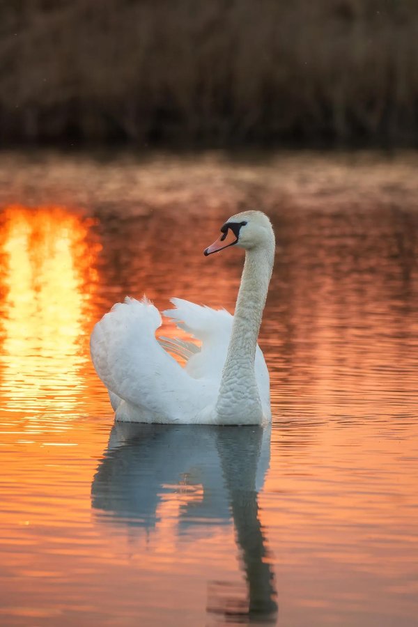 фотографии лебедей