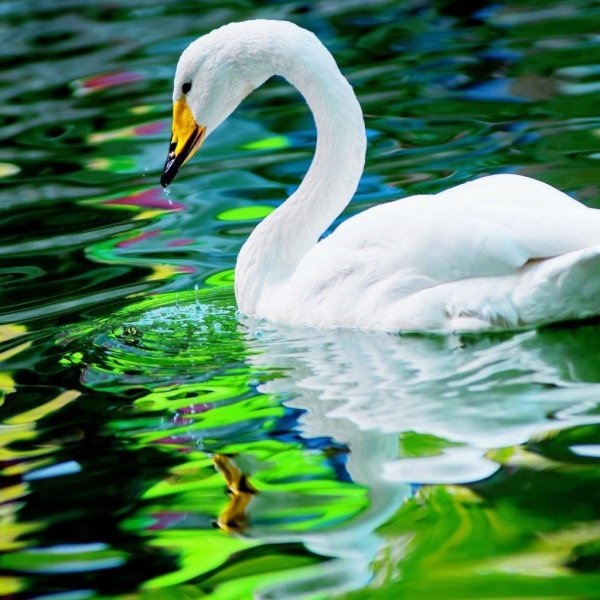 лебедь кликун красная книга