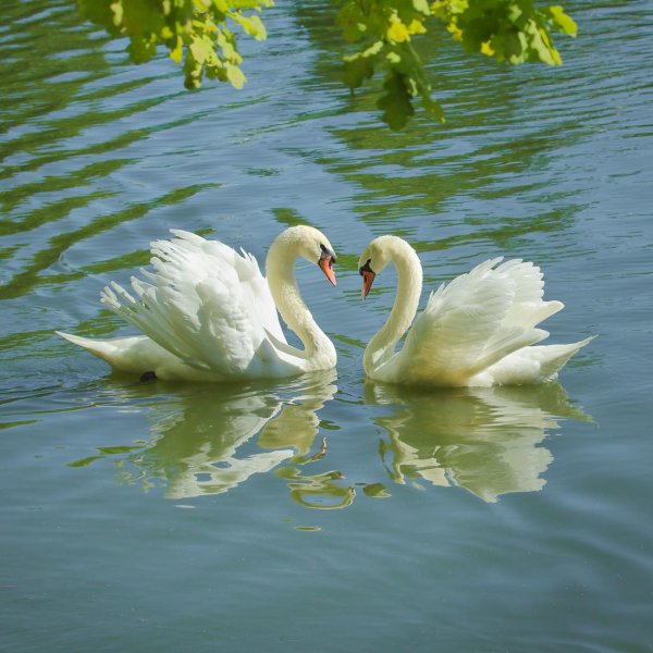 пара лебедей