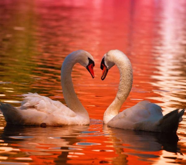 пара лебедей