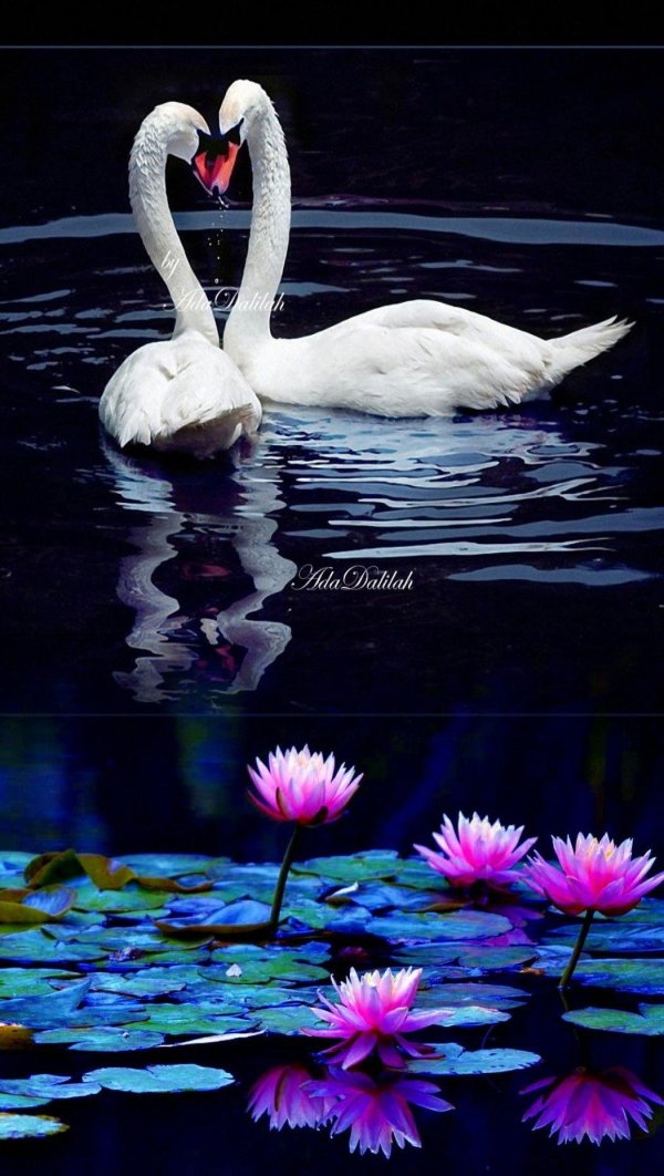 пара лебедей