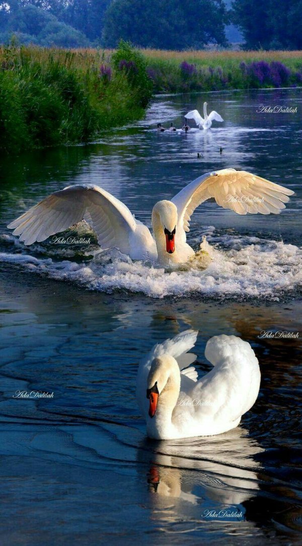 красивая природа с лебедями