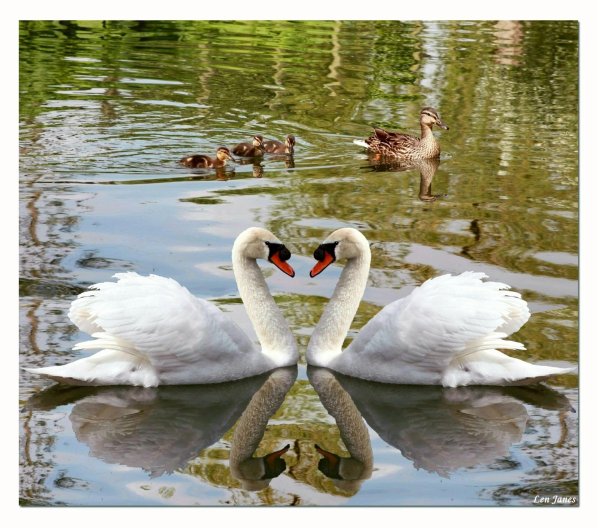 пара лебедей