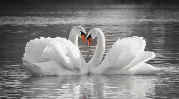 два лебедя