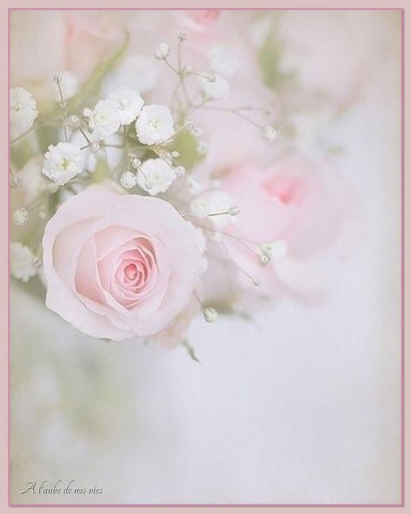 нежно розовая роза