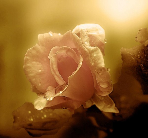 нежно розовая роза