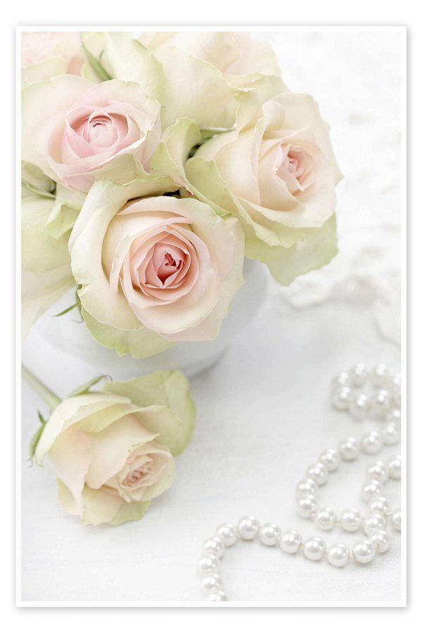 розы светлые