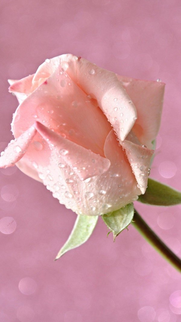 розовая роза