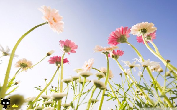 цветок полевой