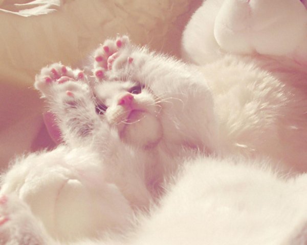 день нежности