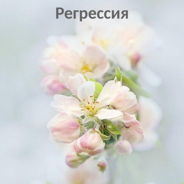 цветки яблони