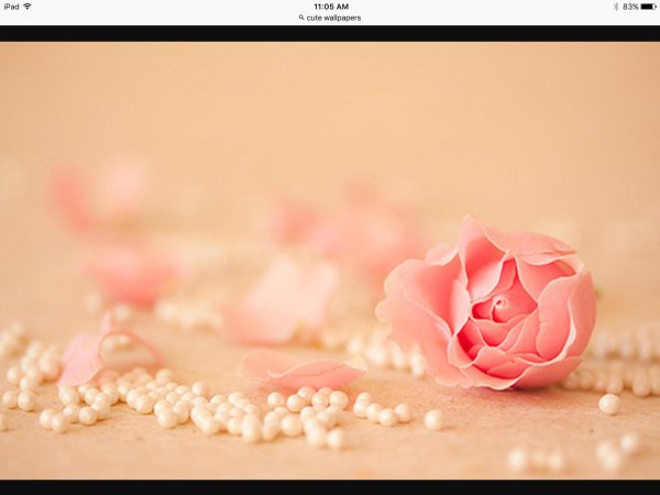 нежно розовая роза