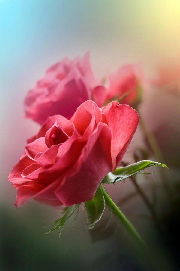 роза розовая