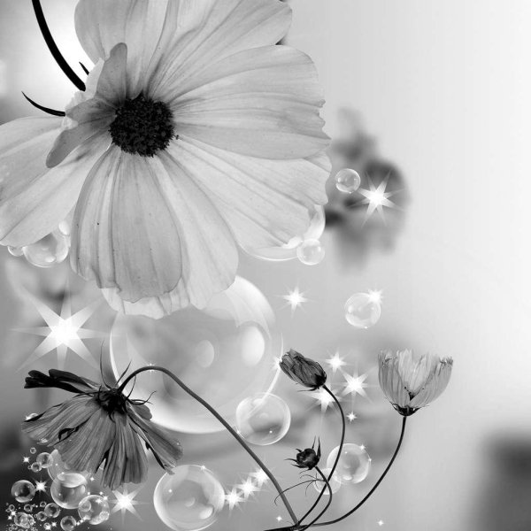 нежный цветок