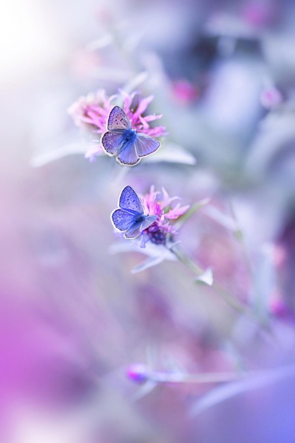 голубая бабочка