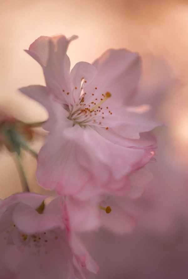 нежность цветов