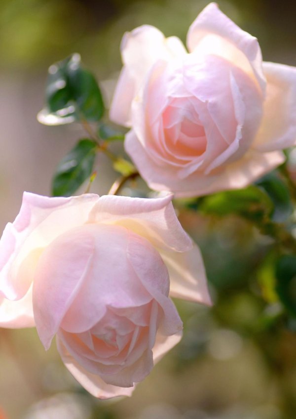 роза роял хайнесс