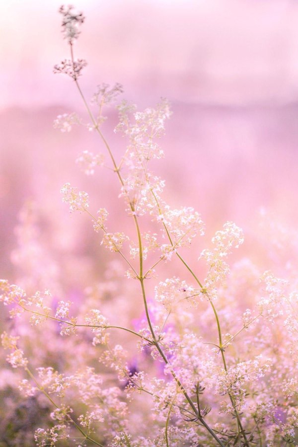 нежные фоны