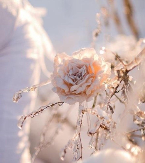 розы пастельных